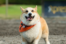It’s a Bird, It’s a Plane, It’s… a Corgi?
