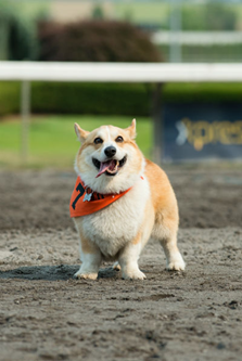 It’s a Bird, It’s a Plane, It’s… a Corgi?