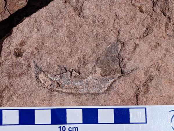 Lower jaw of Tritylodon from older Kayenta formation on April 21, 2023.
